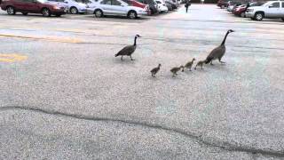 preview picture of video 'Family of Canada Geese go for a walk through parking lot on Mothers Day'