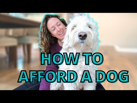 YouTube video about: How much does it cost to stitch up a dog?