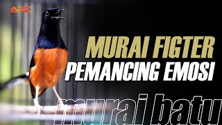 Download lagu LANGSUNG GACOR ‼️PANCINGAN EMOSI MURAI BATU YANG MACET BUNYI mp3 Download lagu LANGSUNG GACOR ‼️PANCINGAN EMOSI MURAI BATU YANG MACET BUNYI mp3