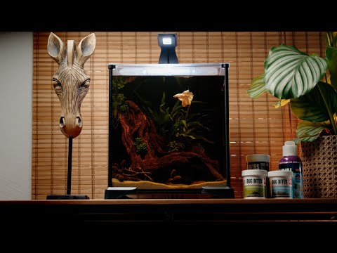 Easy Betta tank setup - Works right out of the box!