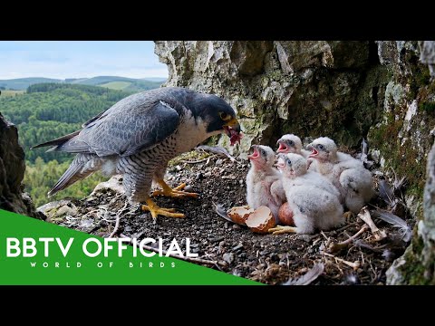Peregrine Falcon: 150 Days From Egg to Survivor | Part 2