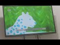 The Snowies Sheep