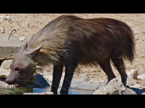 Brown Hyena Sound Effects