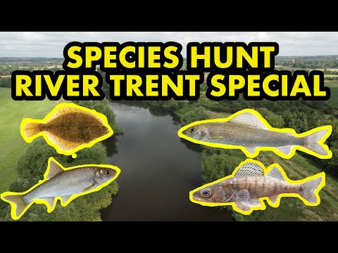 Artsfiskeri i England