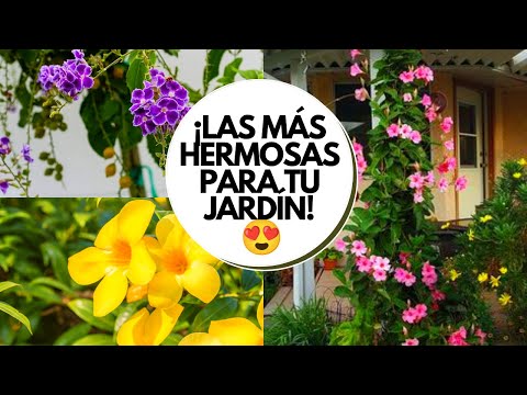 download lagu mp3 mp4 Enredaderas De Sol, download lagu Enredaderas De Sol gratis, unduh video klip Enredaderas De Sol