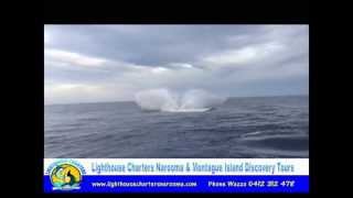preview picture of video 'Whale Watching Narooma - Lighthouse Charters Narooma'
