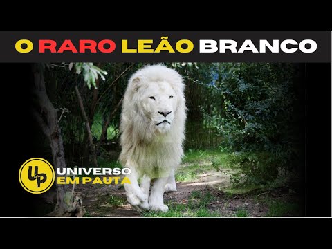 DESCUBRA FATOS SOBRE O LEAO BRANCO, O REI DA SELVA ALBINO