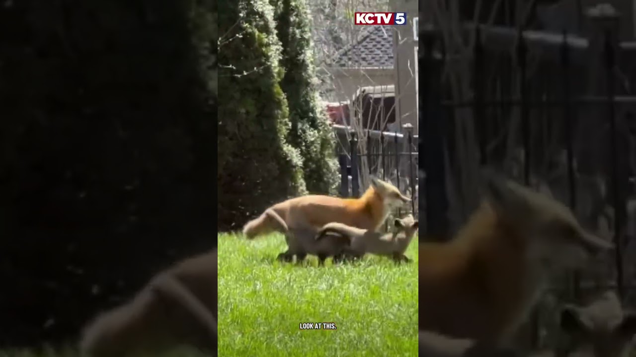 6 fox kits and their mom enjoyed Easter morning in Olathe.