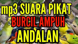 Download lagu SUARA PIKAT BURCIL TERBARU ANDALAN PARA MASTER PIKAT mp3
