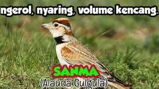 Download lagu Masteran jernih ngerol nyaring tajam kencang suara jernih burung sanma mp3 Download lagu Masteran jernih ngerol nyaring tajam kencang suara jernih burung sanma mp3