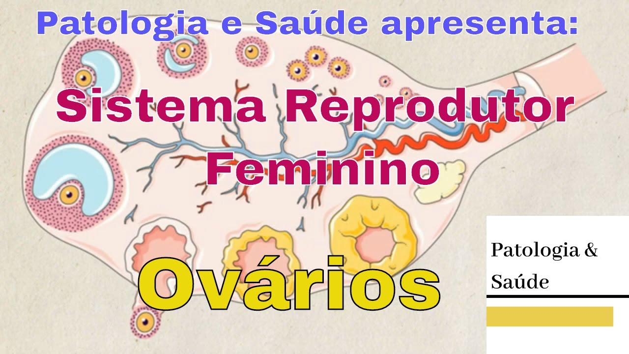 Histologia do Sistema Reprodutor Feminino: Ovários (Parte I)
