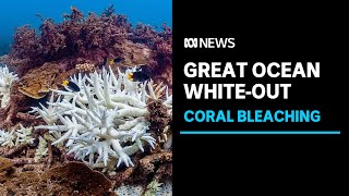'Moved to tears': The hottest year on record unleashes a mass coral bleaching tragedy | ABC News