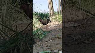 Download lagu tikusan mata merah pintar #shorts mp3 Download lagu tikusan mata merah pintar #shorts mp3