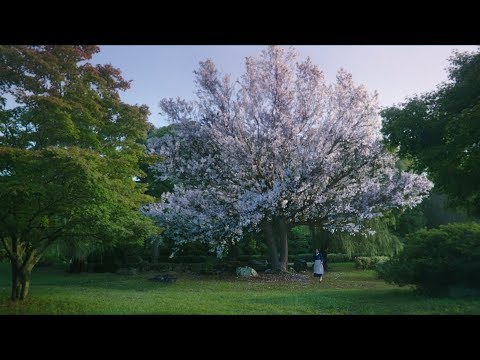 a lotus is not a lotus