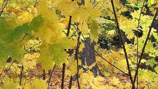 Autumn Magic - Relaxing Music and Autumn Colors by Hennie Bekker