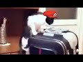 Cat Mario 64