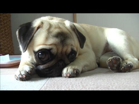 pug nico 424 / パグ 「にこ」 2016.02.01