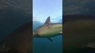 Download lagu Great White Shark In Cornwall!? mp3