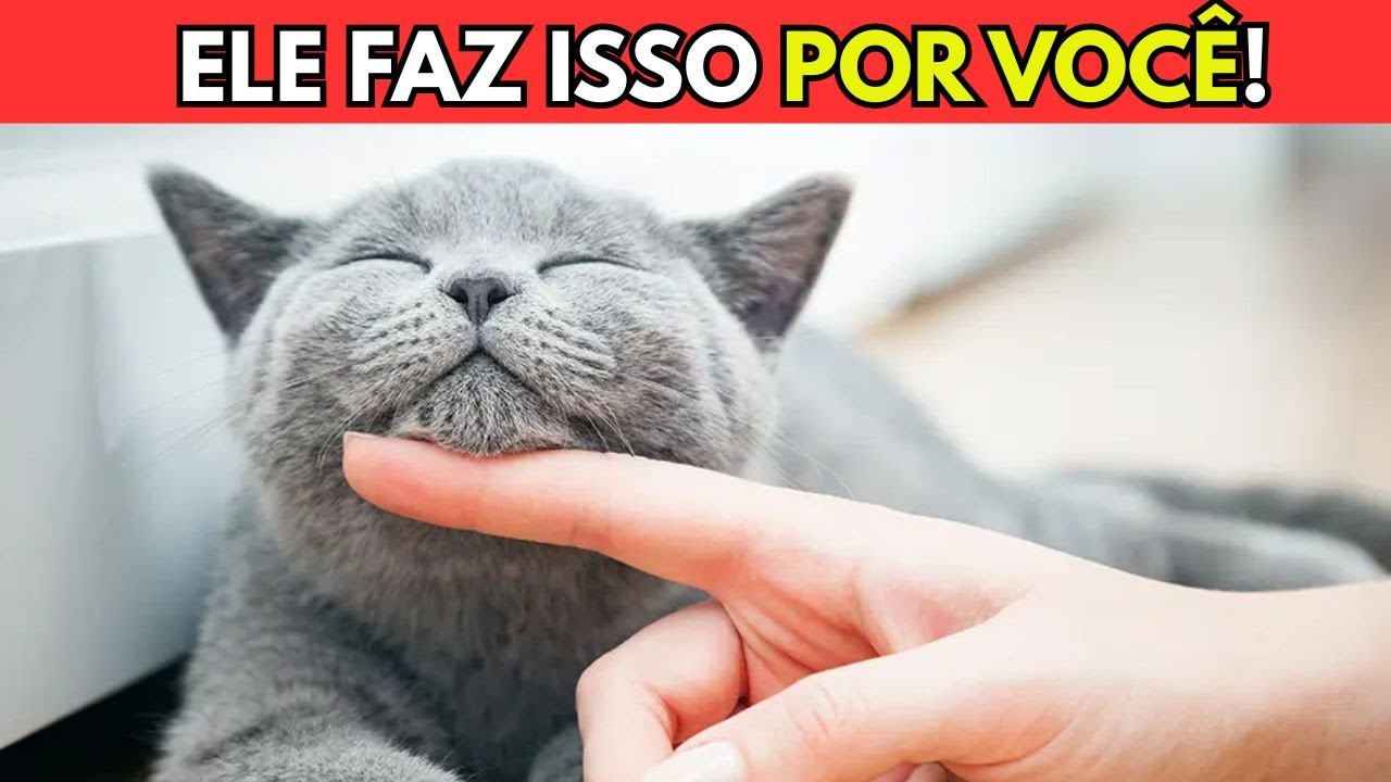 Você nem IMAGINA o que seu gato faz por você todos os dias