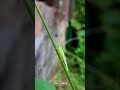 Stay Tune Nature Series