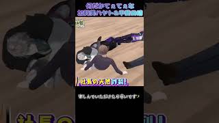 【ろふまお】何だかてぇてぇな加賀美ハヤトと甲斐田晴#short#ろふまお塾