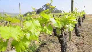 preview picture of video 'Wine Tasting at Quinta do Sanguinhal'