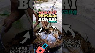 Download lagu membuat program bonsai mp3
