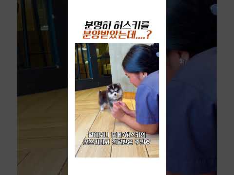 분명히 허스키를 분양받았는데....? #귀여운 #강아지 #귀여움