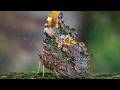 World S Most Beautiful Butterflies 2026