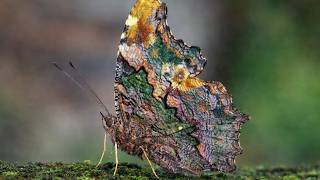 World's Most Beautiful Butterflies 2026