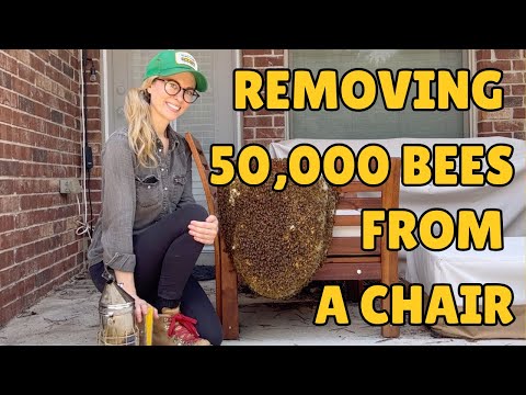 I Removed 50,000 Bees from a Chair