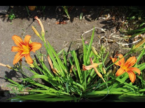 Vidia Wesenlund - Lova Lova Line