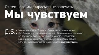 «Мы чувствуем...»
Социальный проект. Цель проекта — пропаганда гуманного обращения к бездомным животным
Расскажите об этом проекте
Каждый день мы отводим глаза, проходя мимо бездомных животных. Может быть хватит? Давайте перестанем