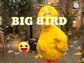 Big Bird Cartoon Television Workshop 1998