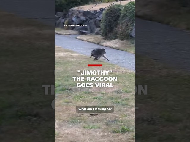 Vídeo relacionado con Equipo Jimothy Raccoon Crew para Aficionados Sudadera con Capucha