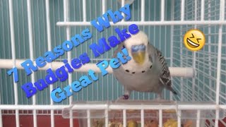 7 Reasons Why Budgies Make Great Pets!