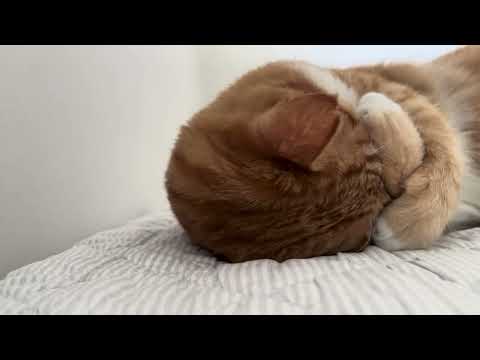 YouTube 썸네일