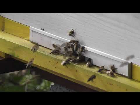 Pčelarstvo Pročisni let 31. 01. 2020.