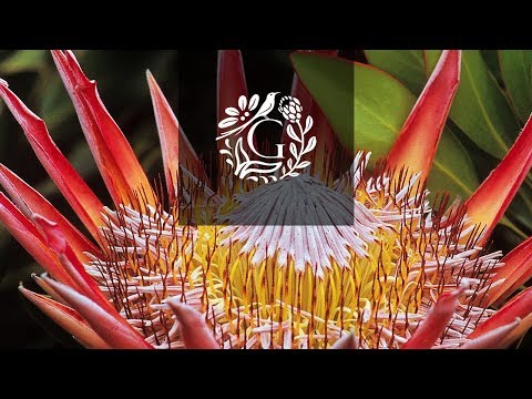 Cape Floral Kingdom - Grootbos Private Nature Reserve