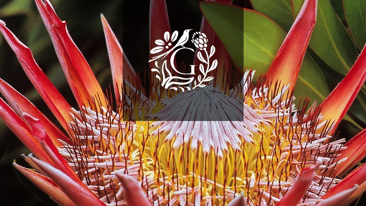 Cape Floral Kingdom - Grootbos Private Nature Reserve
