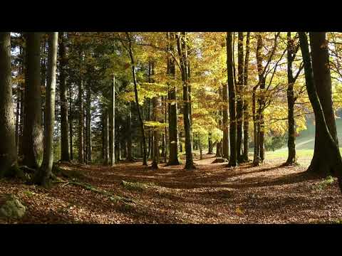 Leaves Falling in Autumn / Rustling Tree Leaves and Gentle Wind