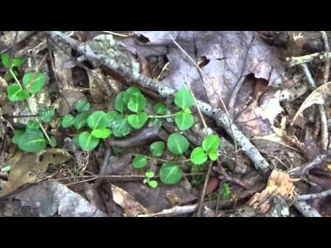 download lagu mp3 mp4 Where To Buy Partridge Berry, download lagu Where To Buy Partridge Berry gratis, unduh video klip Where To Buy Partridge Berry