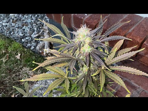 MAC1 Autoflower @TankCultivations Enjoy!