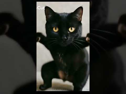 Black Cat Dance #cat #catdance #cute #funny #black
