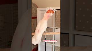Everything I Taught a Pink Cockatoo in 30 Days!
