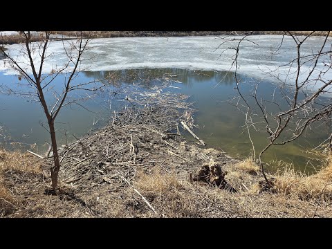 Trapping at an Abandoned Mink Farm (Huge Black Beaver Caught)