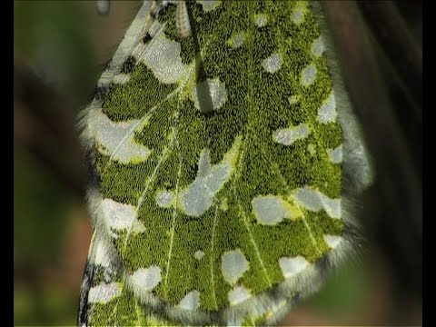 The Western Dappled White (Euchloe crameri)