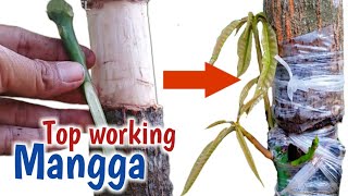 Download lagu TOP WORKING MANGGA ,MUDAH DIPAHAMI-SUNARDI BIBIT CHANNEL mp3 Download lagu TOP WORKING MANGGA ,MUDAH DIPAHAMI-SUNARDI BIBIT CHANNEL mp3