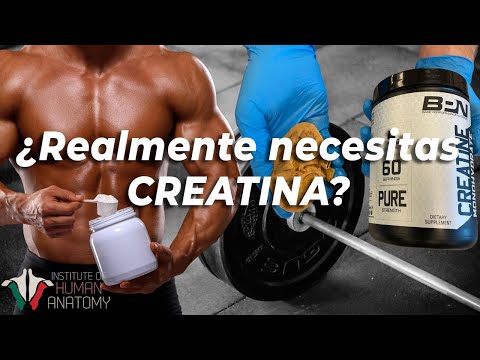 ¿Qué hace la creatina en el cuerpo?