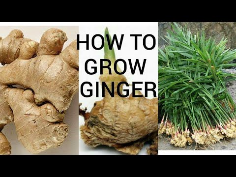 , title : 'Πως εύκολα να καλλιεργήσουμε τζίντζερ(ginger) στο σπίτι'